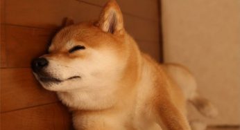 最专业的柴犬挑选标准，不能错过篇！