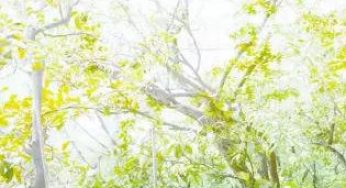 其中有清欢的盐水菜心
