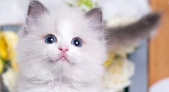 应激反应是猫传腹的最大诱因！