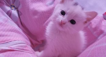 离别～别离