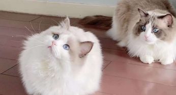 宠物猫与家人健康