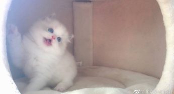 【带你了解布偶猫的成长过程】
