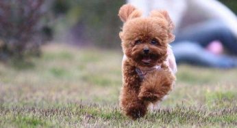 小卷毛的狗是什么品种？其中一种是法国国犬，如今国内也很常见