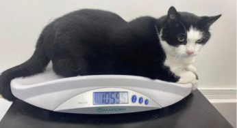 体重11公斤的奶牛猫被抛弃，吃不饱还要打人，胖得不能自我清洁