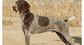 波音达猎犬 Pointer