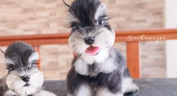 雪纳瑞剪指甲需要什么？