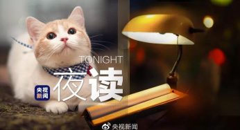 当它这样看着你……太治愈了