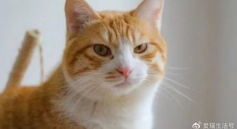 网友捡了只橘猫，本以为自己要当妈了，结果直接变成奶奶