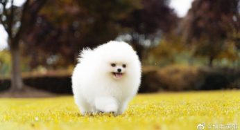 有血统证书的博美，就是真正的血统犬？