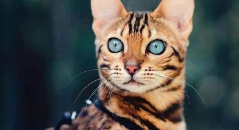 豹猫到底适合在家养吗