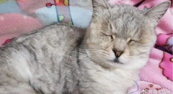 18岁老猫离世，4岁女儿痛哭，随后幼稚一语，令妈妈瞬间泪崩