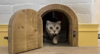家有猫主子怎么办？这些家装设计是时候了解一下了~
