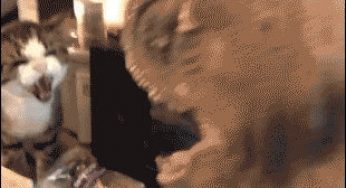 喵星人太生猛了，终于知道恐龙为啥灭绝了！