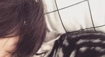 相比布偶猫，我更想养只美国短毛猫，过来人：这些优点无法拒绝