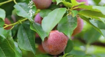 芙蓉李 正当季，给你欲罢不能的酸甜体验！