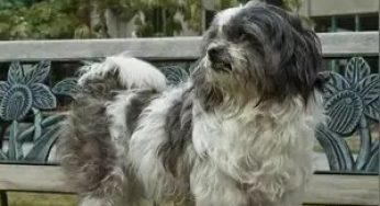 它是中华的稀有名犬，曾为皇室宠物，现却被人们当成土狗
