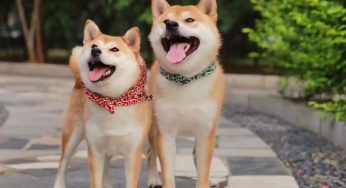 柴犬公母长相区别对比图，公犬和母犬之间的差异