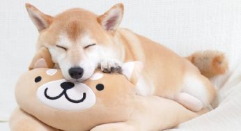 如何分辨日本纯种柴犬和中华田园犬的区别