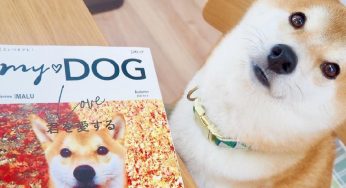 柴犬——天生的演员，柴：郭敬明老师我能得到您的S卡吗？