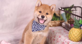 你家柴犬随地大小便吗？我来教你！