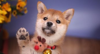 为什么关于柴犬的价格争议不断，柴犬到底多少钱？