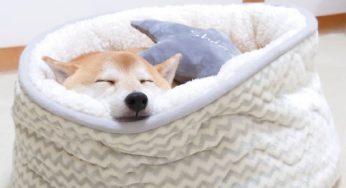 养柴犬前必看的知识，当代最适合饲养的犬种