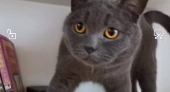 坠楼改变了蓝猫麻崽的猫生