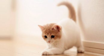 猫咪搬家掉很多毛是应激吗？猫咪应激会掉毛吗？