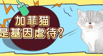 辟谣：于谦大爷爱宠加菲猫是“基因虐待”？伪科普迷惑众多铲屎官