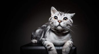 美短猫半夜叫声很恐怖，美短猫半夜总叫是怎么回事
