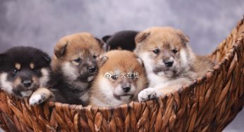养柴犬的人为啥这么少？柴犬适合居民楼养吗？