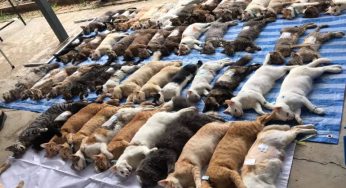 集体暴毙？泰国上百只猫并排躺一地，真相曝光网友笑翻