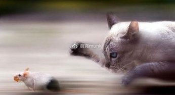 萌克百科|OMG，原来动画里猫抓老鼠都是骗人的