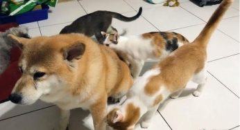 狗狗去宠物店洗了个澡后，家里的猫咪都围上来了