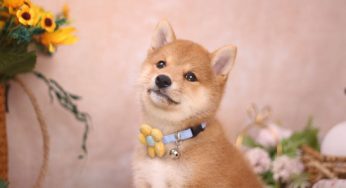 柴犬的性格适合新手家长饲养吗？