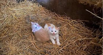 日本大叔专给猫咪拍美照，仅凭一根“逗猫棒”，流浪猫也得配合他