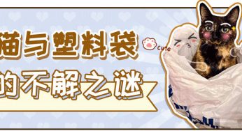 “害！原来塑料袋不仅会长猫，还会吃猫！”