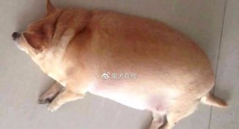 柴犬和哈士奇怎么区分？哪个适合新手饲养？
