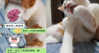 猫咪一反常态，主动献吻铲屎官，妻子发来照片令他瞬间后悔！