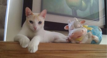 心爱定制门被猫抓，老爸帖字条无声反抗，好委屈！