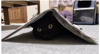 不懂就问：是不是所有的黑猫，都这么黏人？
