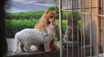 流浪猫狗投毒事件频发，毛孩子想有一个家怎么就这么难？