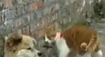 田园犬卡在墙洞被死对头胖橘猫发现，后者趁机报复还撒了泡尿