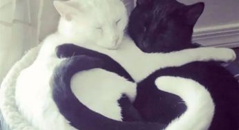 猫：我睡个觉，都是爱你的形状！
