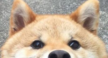 新手家长买柴犬不知道怎么挑选？重点看这个部分就够啦