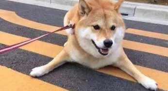 安爸告诉您为什么遛狗时，一定要给狗狗系好牵引绳？