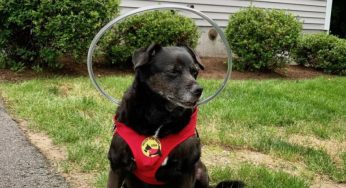 爱犬失明后老是撞墙，主人设计“防撞光环”，8年来帮助众多盲犬