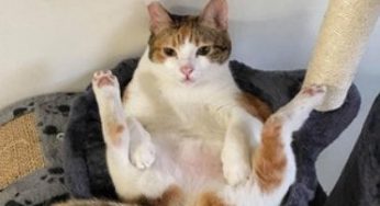 给猫盖被子，猫的动作却令网友惊呼：这不就是我吗！