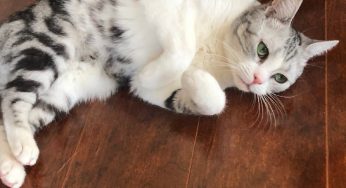 猫掉毛一招搞定，猫毛专用吸尘器靠谱么