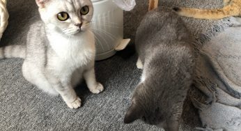 穷人猫粮推荐，不买贵的，只买对的